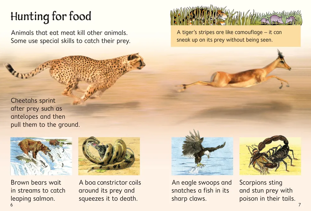 Beginners Dangerous Animals