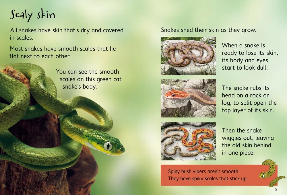 Beginners Snakes