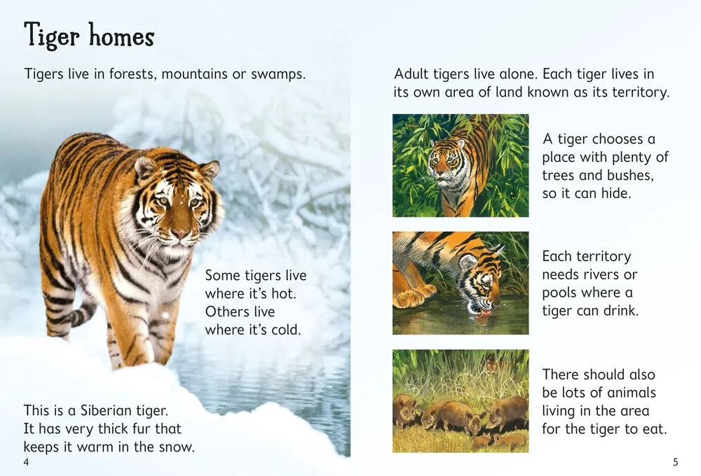 Beginners Tigers