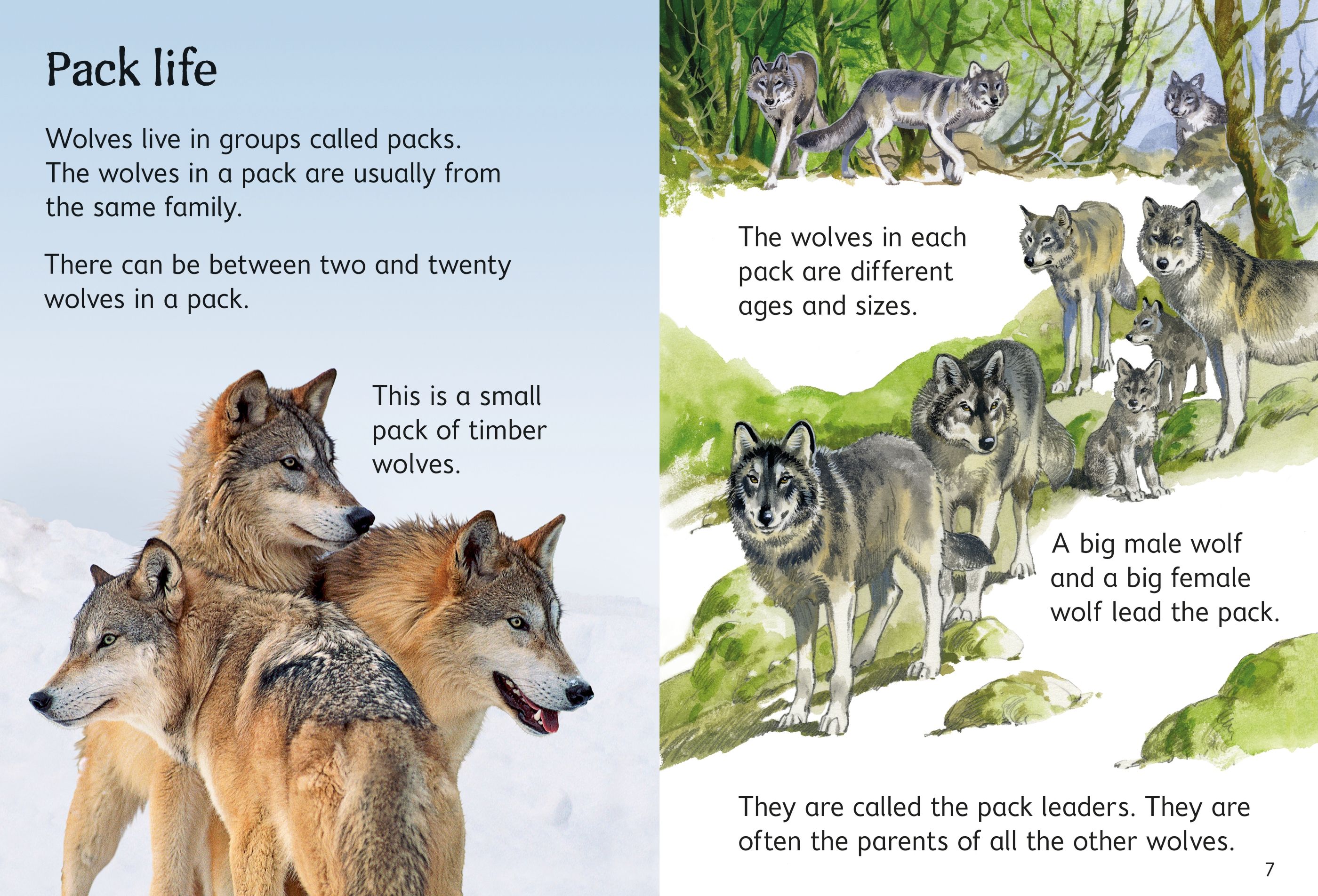 Beginners Wolves