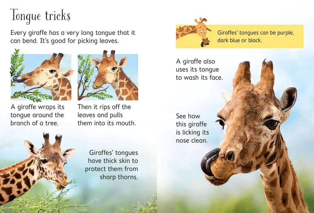 Beginners Giraffes