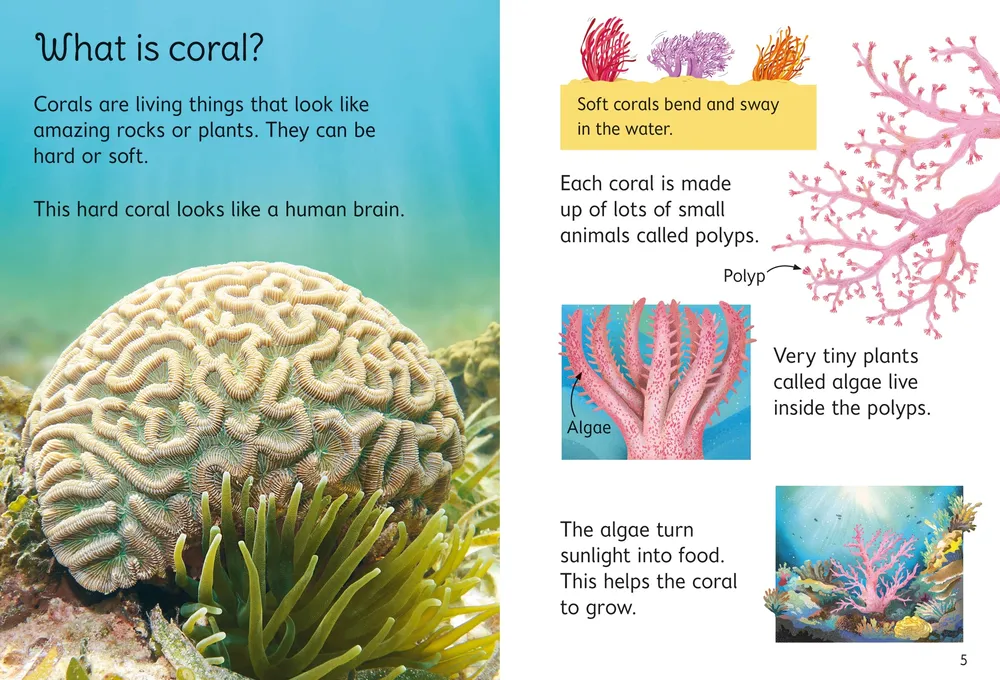 Beginners Coral Reefs