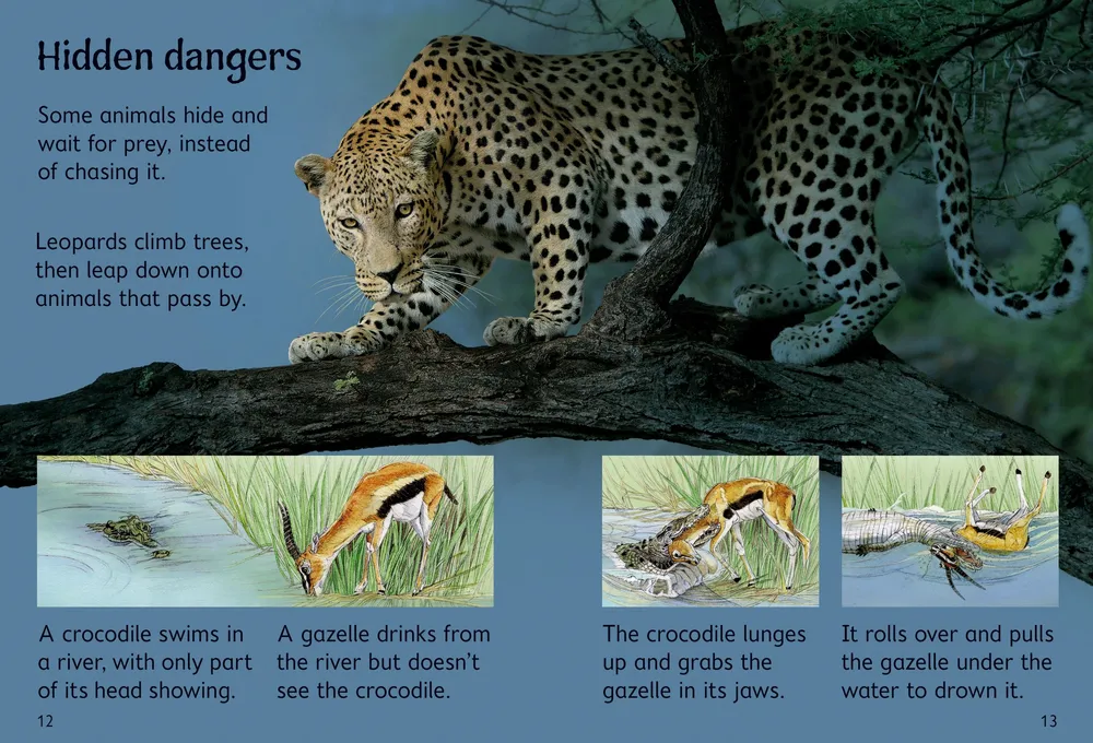 Beginners Dangerous Animals