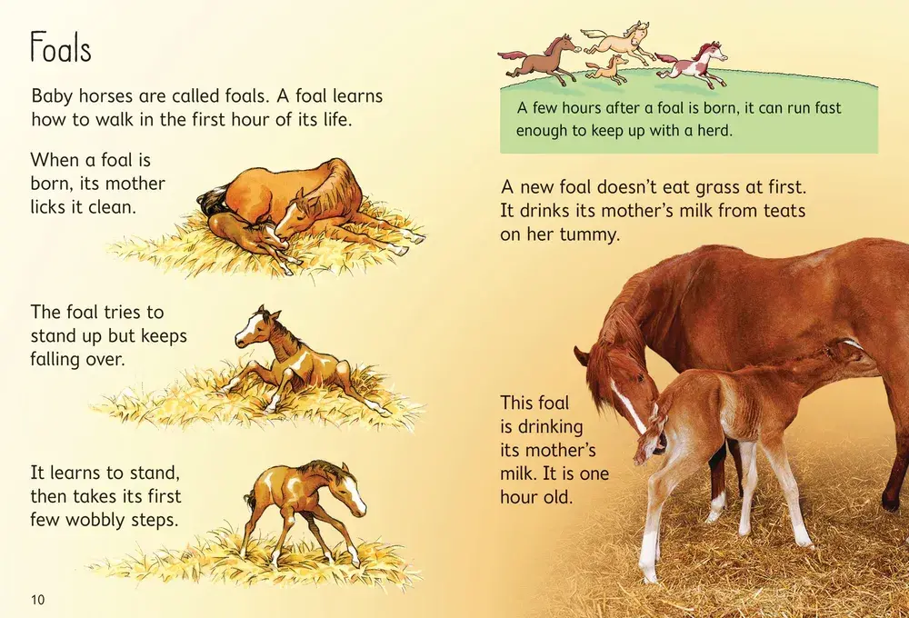 Beginners Horses and ponies