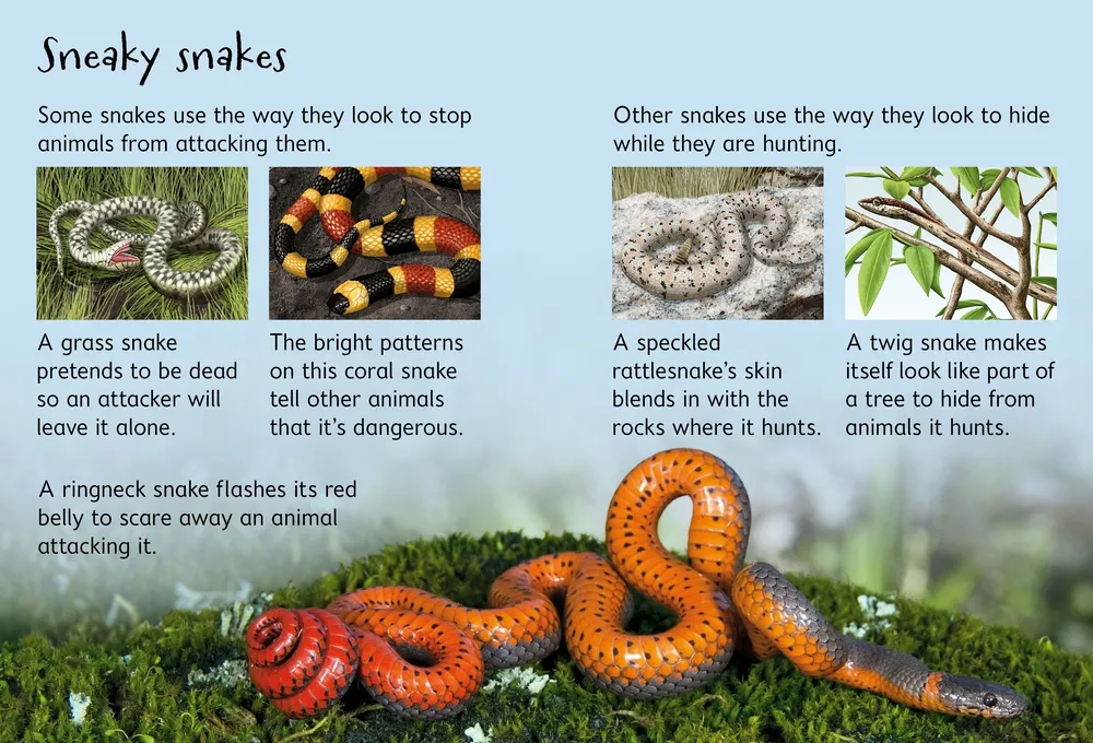 Beginners Snakes