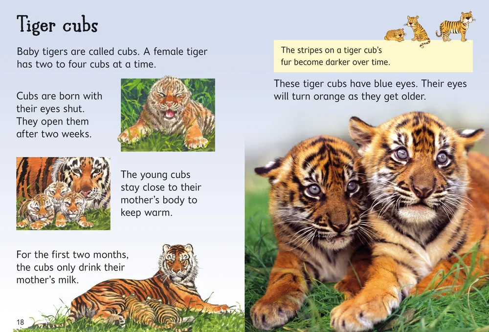 Beginners Tigers