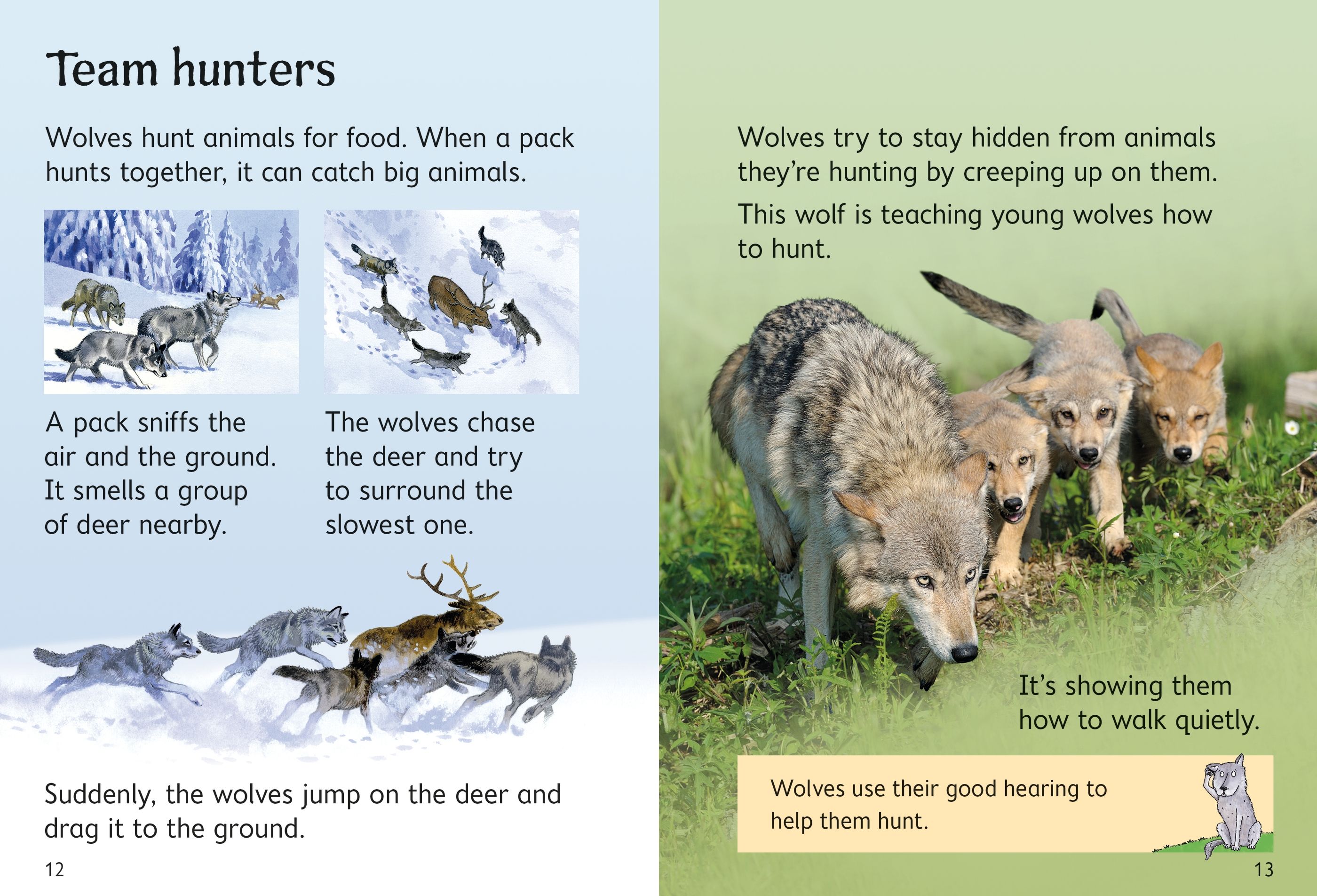 Beginners Wolves