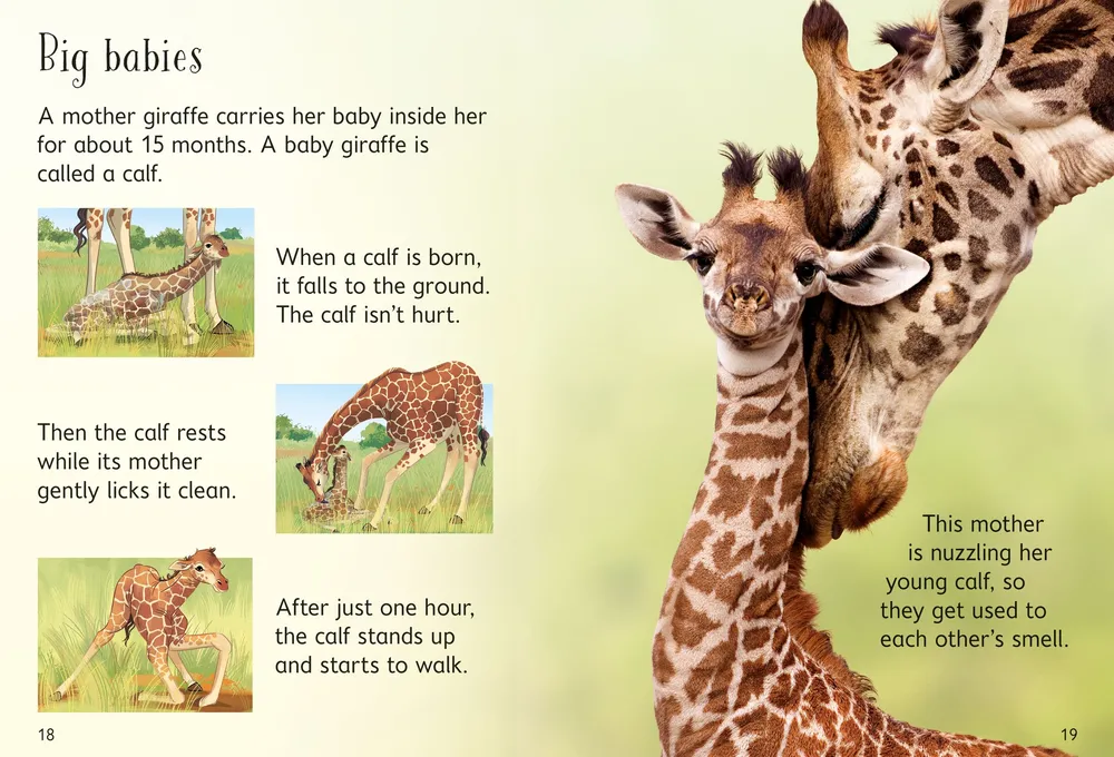 Beginners Giraffes