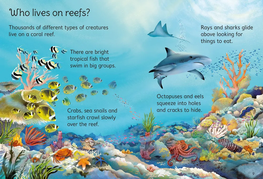 Beginners Coral Reefs