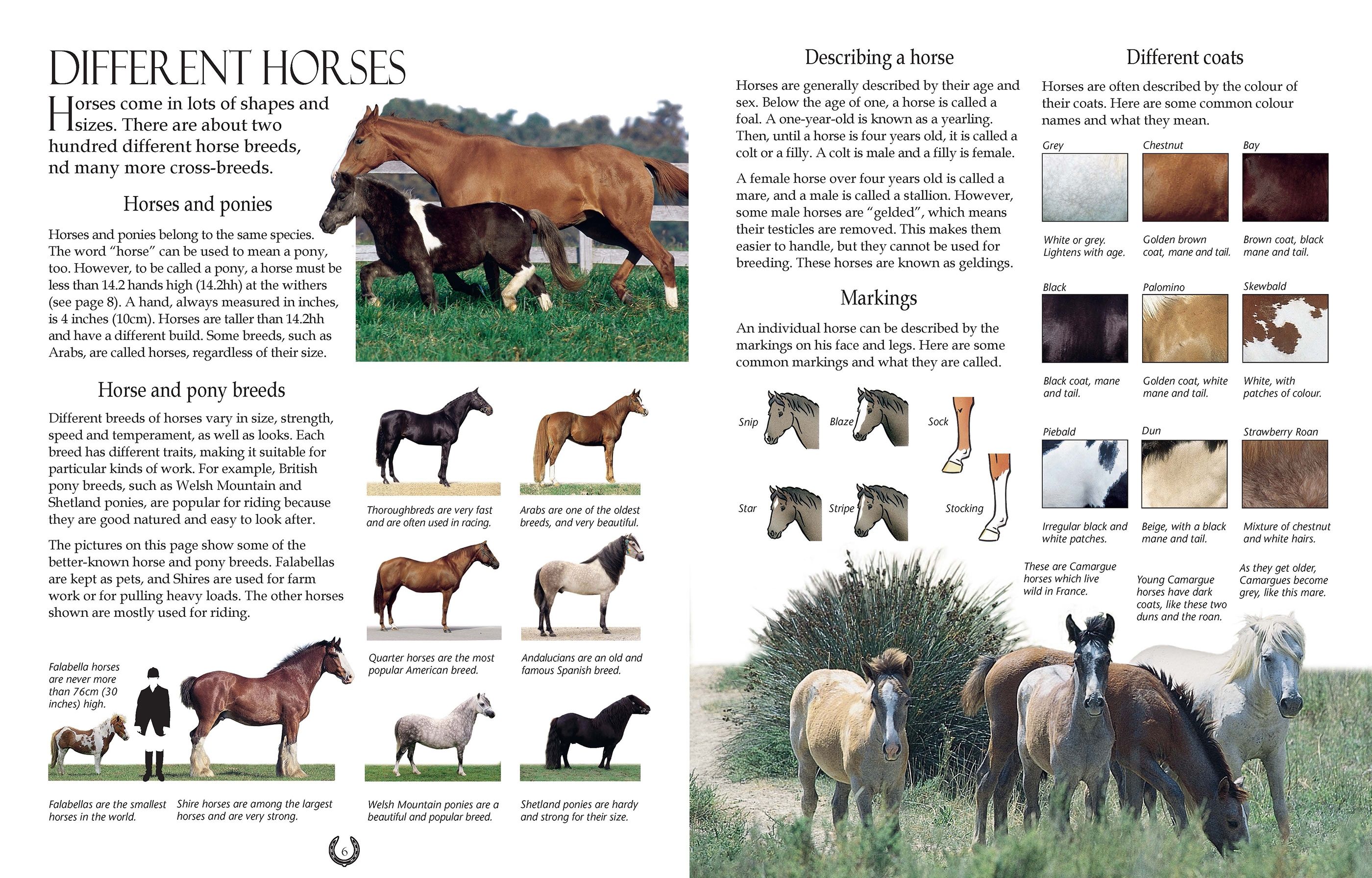 The Complete Book of Riding and Pony Care