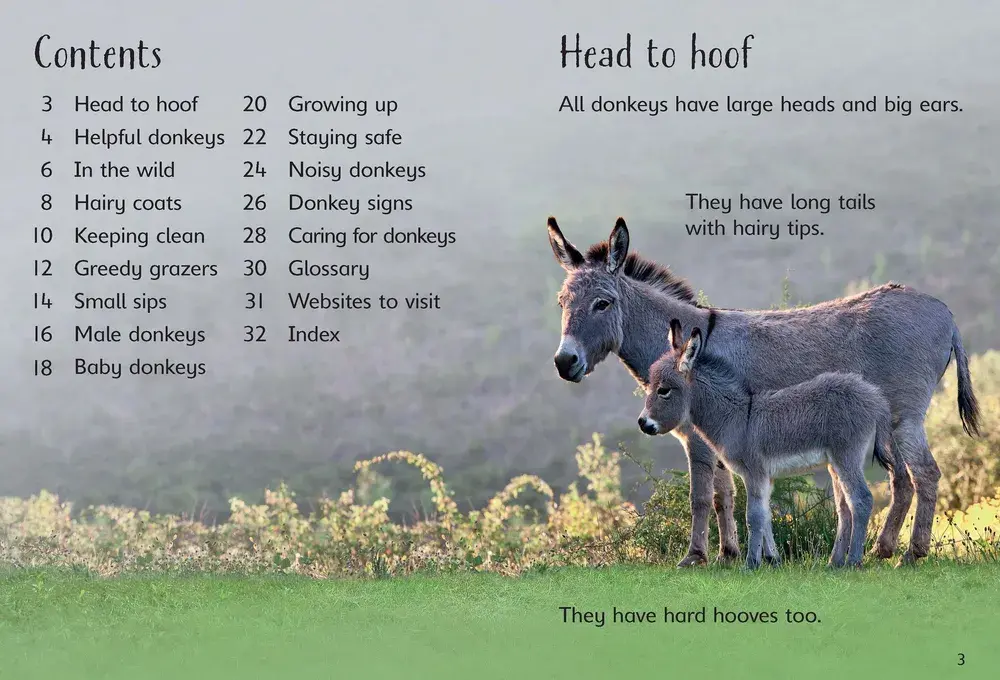 Beginners Donkeys