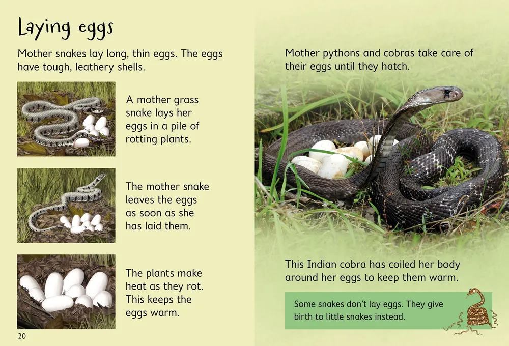 Beginners Snakes