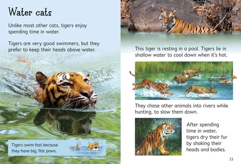 Beginners Tigers