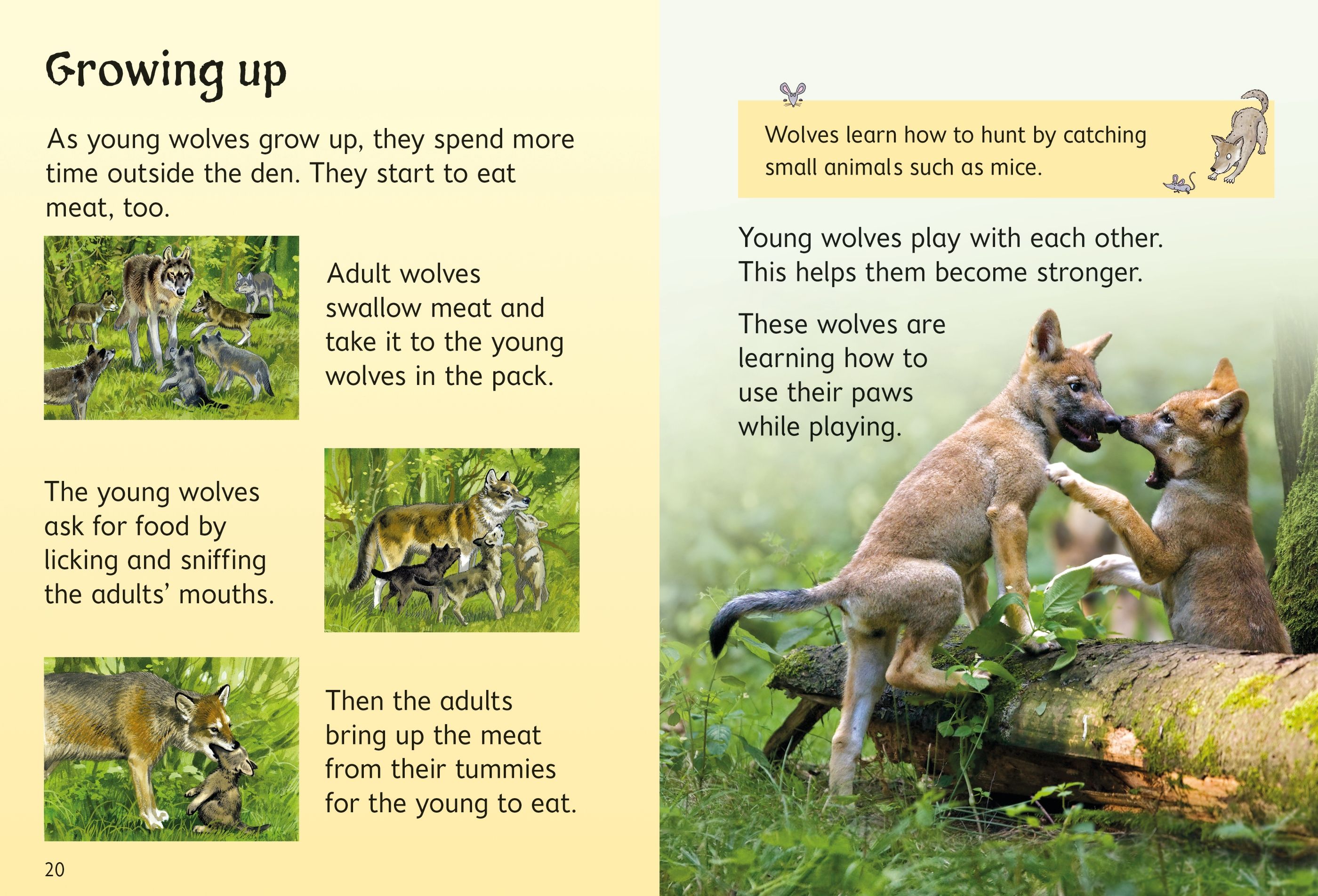 Beginners Wolves