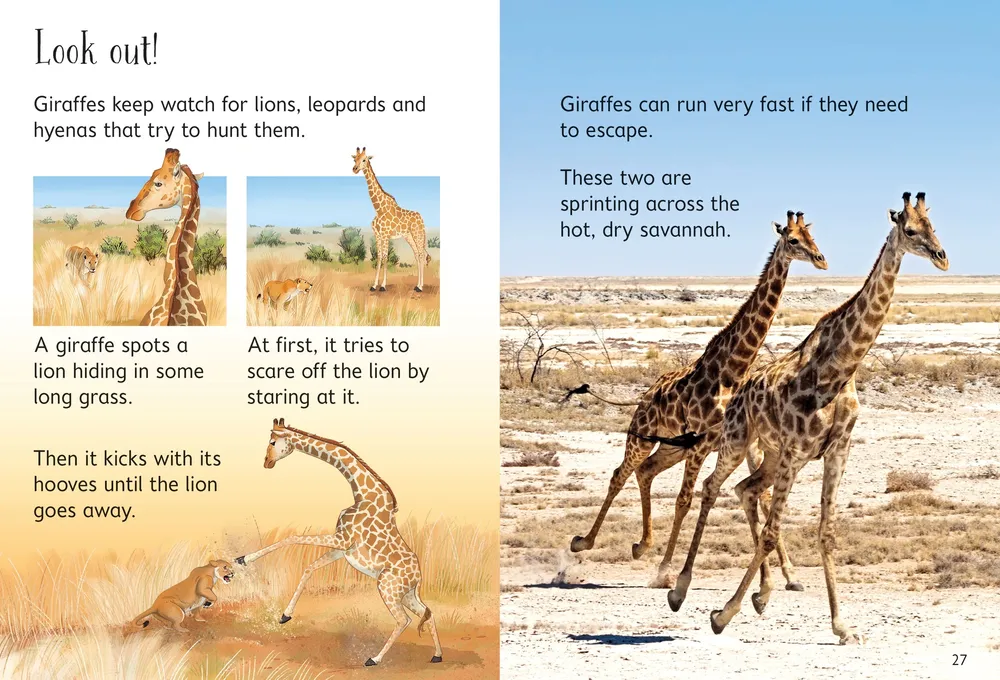 Beginners Giraffes
