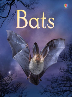 Beginners Bats