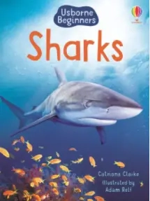 Beginners Sharks